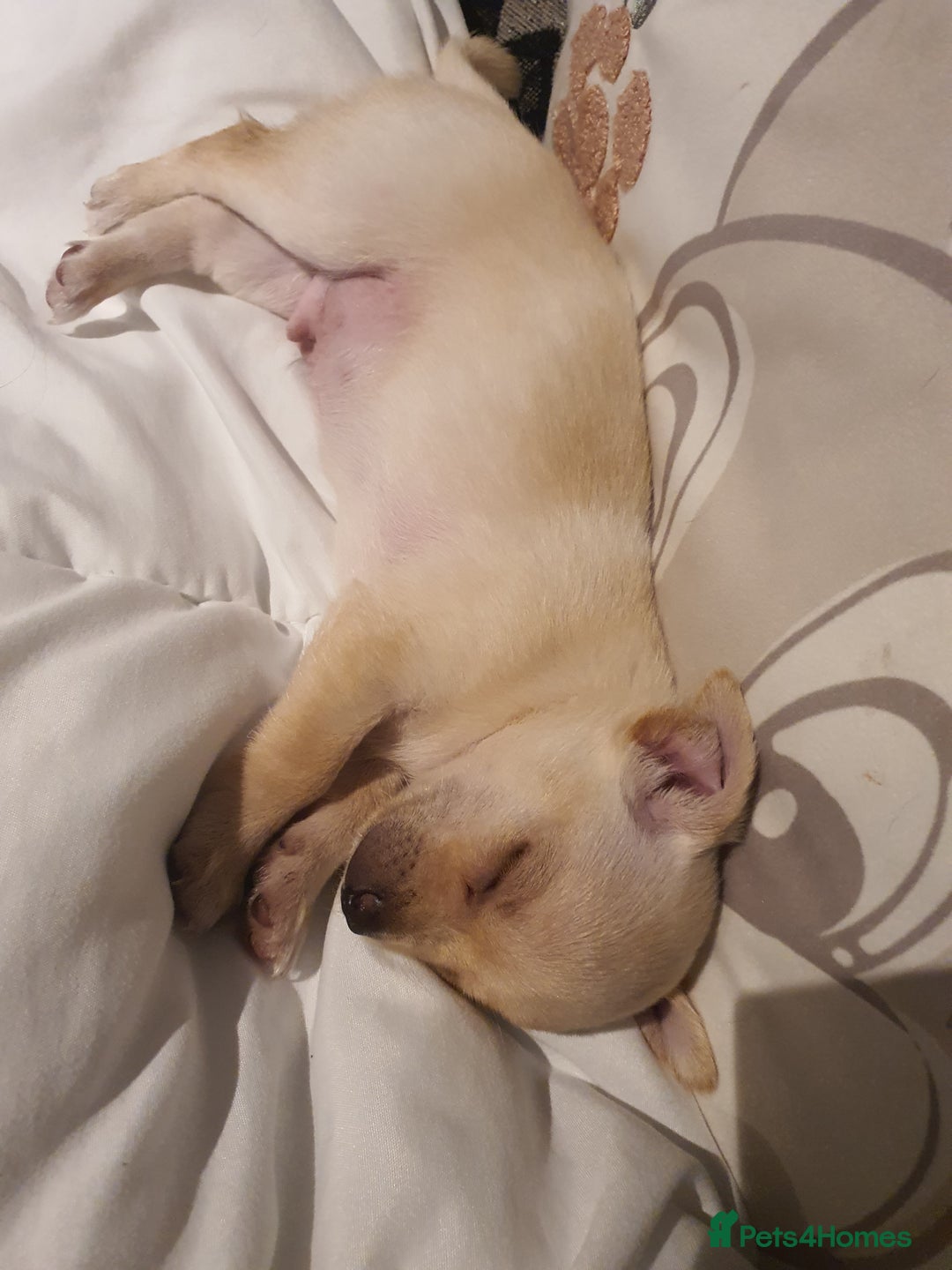 Chihuahua dogs for sale: Tiny pure breed chihuahua  - Image 5