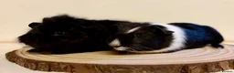 Guinea Pig rodents for sale: 4 pairs of boys and 2 pairs of girls  - Advert 5
