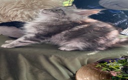 Maine Coon cats for sale: Pedigree registered Maine Coons - Image 11