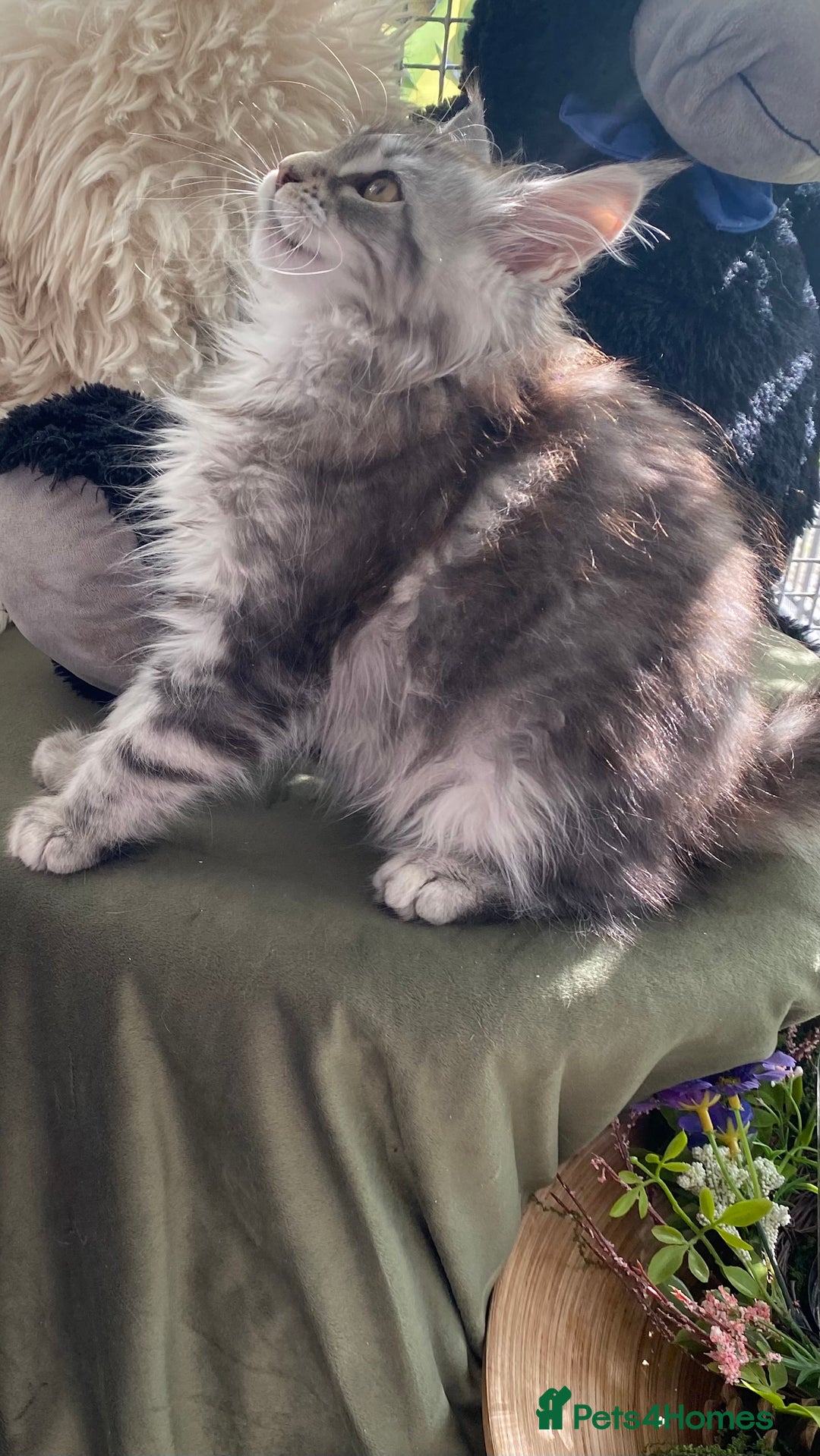 Maine Coon cats for sale: Pedigree registered Maine Coons - Image 11