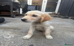 Golden Retriever dogs for sale: Beautiful April Fools Day Golden Retriever Puppies - Image 4