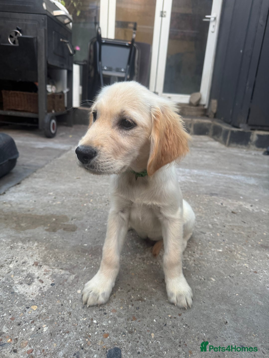 Golden Retriever dogs for sale: Beautiful April Fools Day Golden Retriever Puppies - Image 4