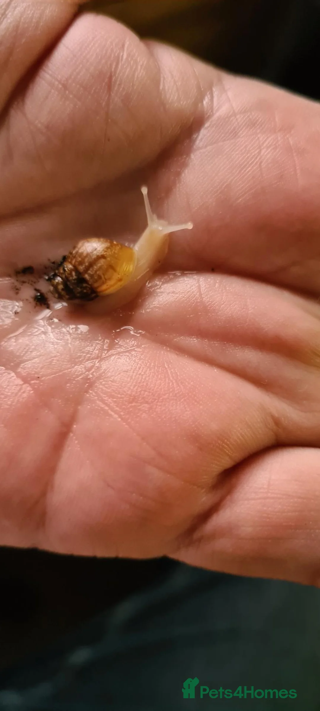 Snails invertebrates for sale: Giant african land snails  in Peterborough - Advert 2