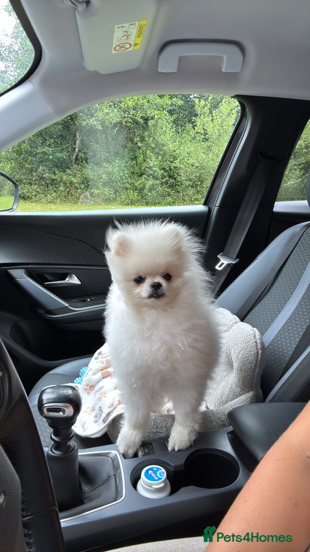 Pomeranian dogs for sale: Male 9 Month Old Miniature Pomeranian  - Image 4