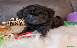 Cockapoo dogs for sale: Best Friend Sofa Companions 🥰 Fully vaccinated  - Image 28