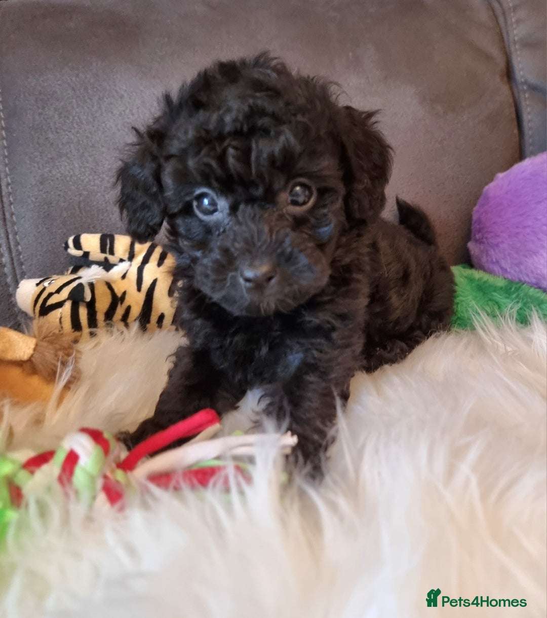 Cockapoo dogs for sale: Best Friend Sofa Companions 🥰 Fully vaccinated  - Image 28