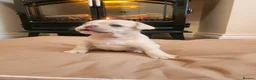 French Bulldog dogs for sale: Beautiful French Bulldog Puppies - Advert 12