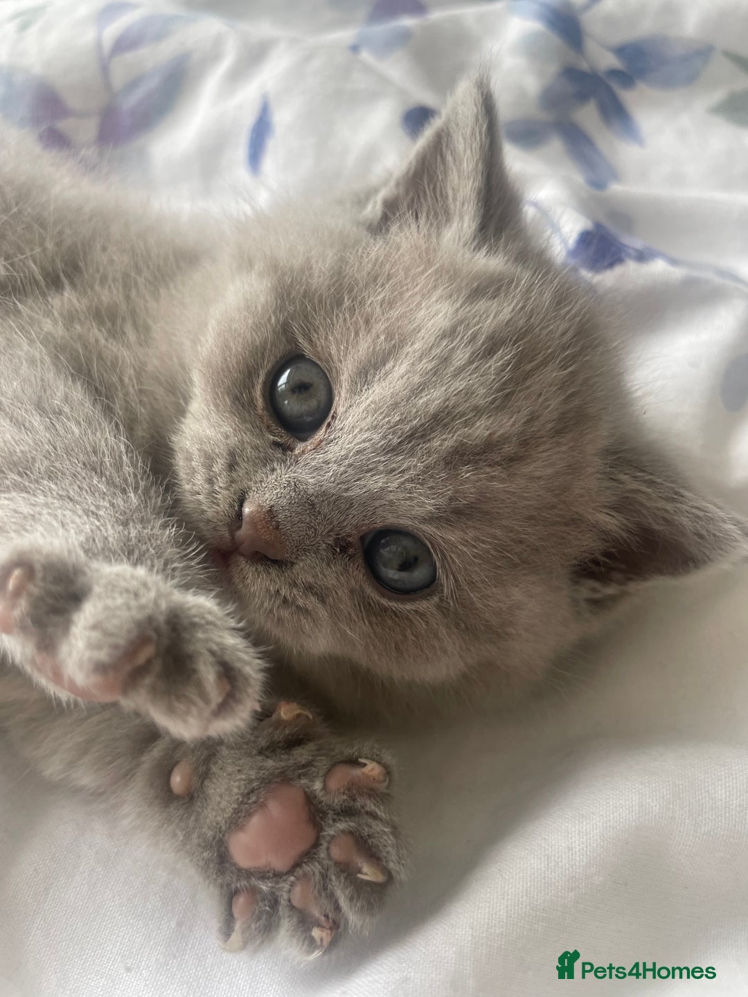 British Shorthair cats for sale: British short hair  - Image 1