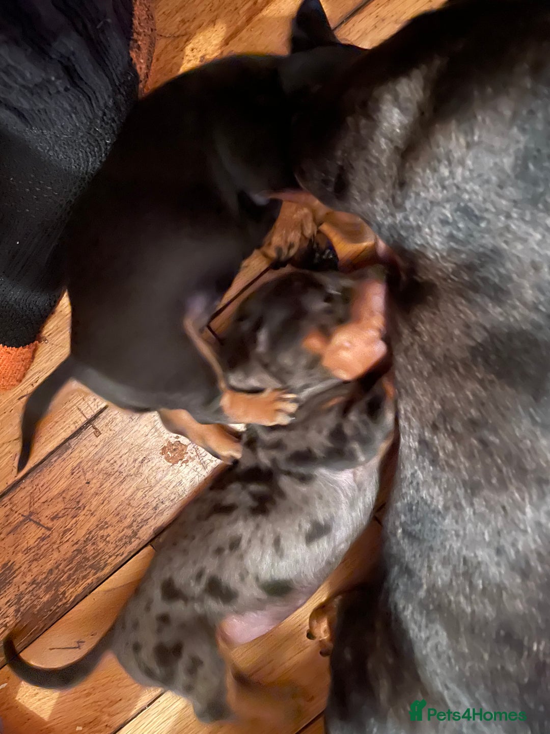 Miniature Dachshund dogs for sale: Miniature dachshund puppies - Image 13