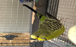 Budgerigars birds for sale: Budgies for sale - Image 18