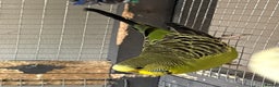 Budgerigars birds for sale: Young Budgies for sale - Advert 18