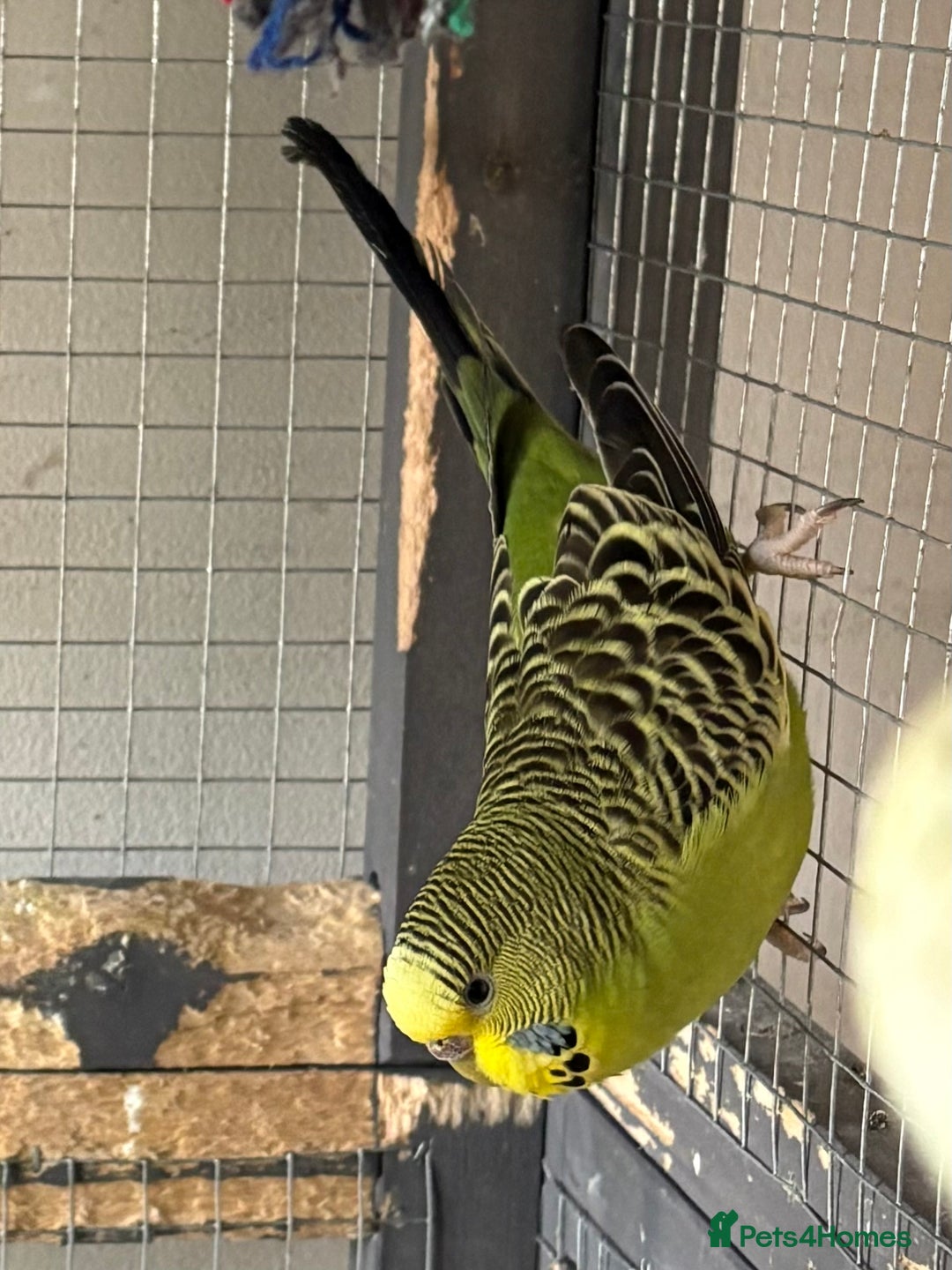 Budgerigars birds for sale: Budgies for sale - Image 18