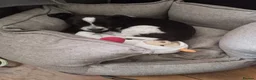 Jack Russell dogs for sale: Dobby- jack Russell  - Advert 4