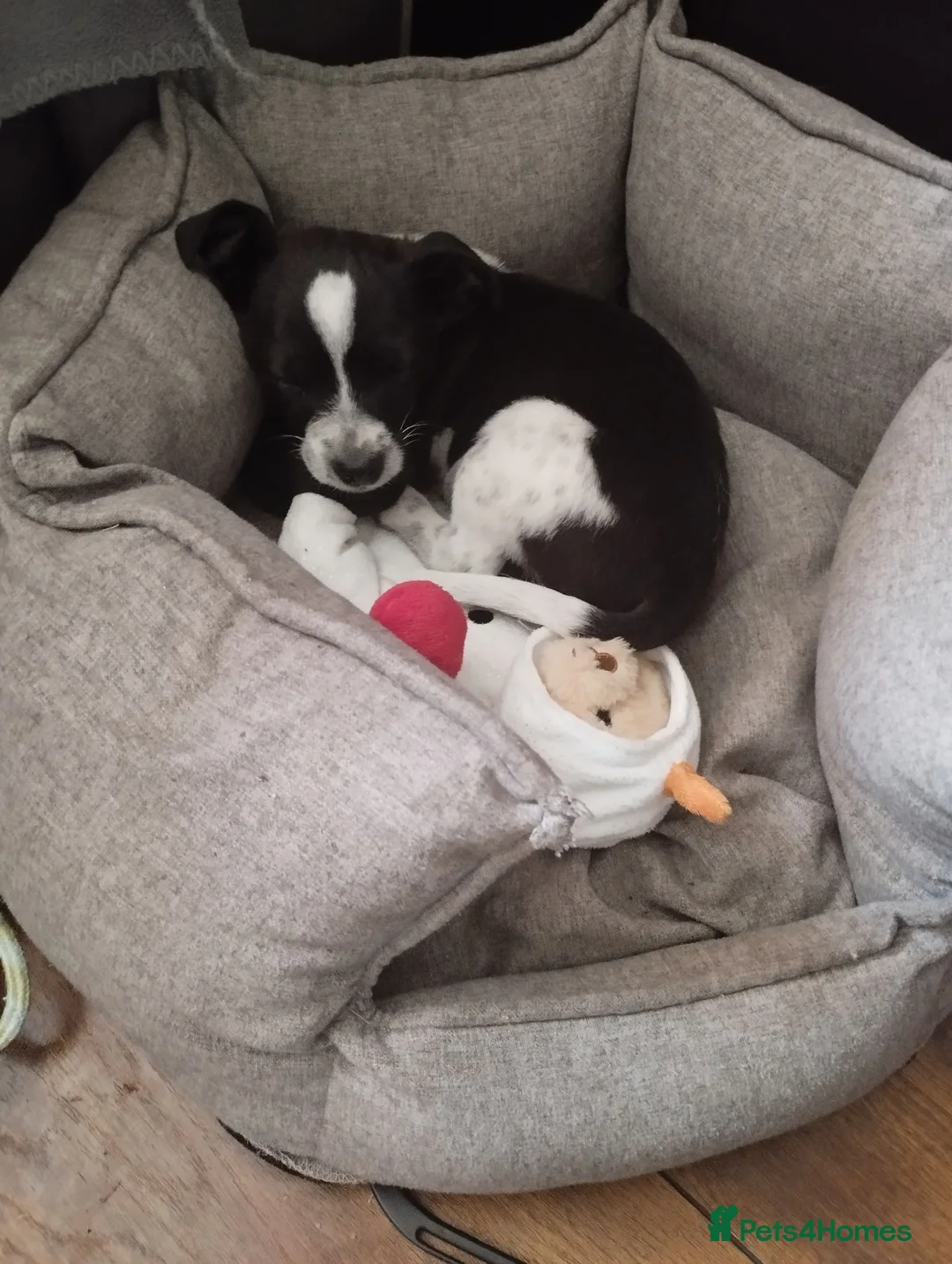 Jack Russell dogs for sale: Dobby- jack Russell  - Advert 4