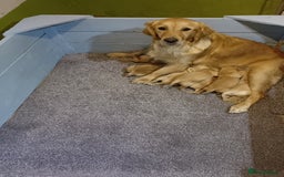 Golden Retriever dogs for sale: Gorgeous Golden Retriever Pups - Fox red  - Image 1
