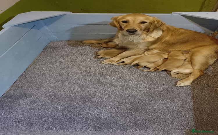 Golden Retriever dogs - Advert 1