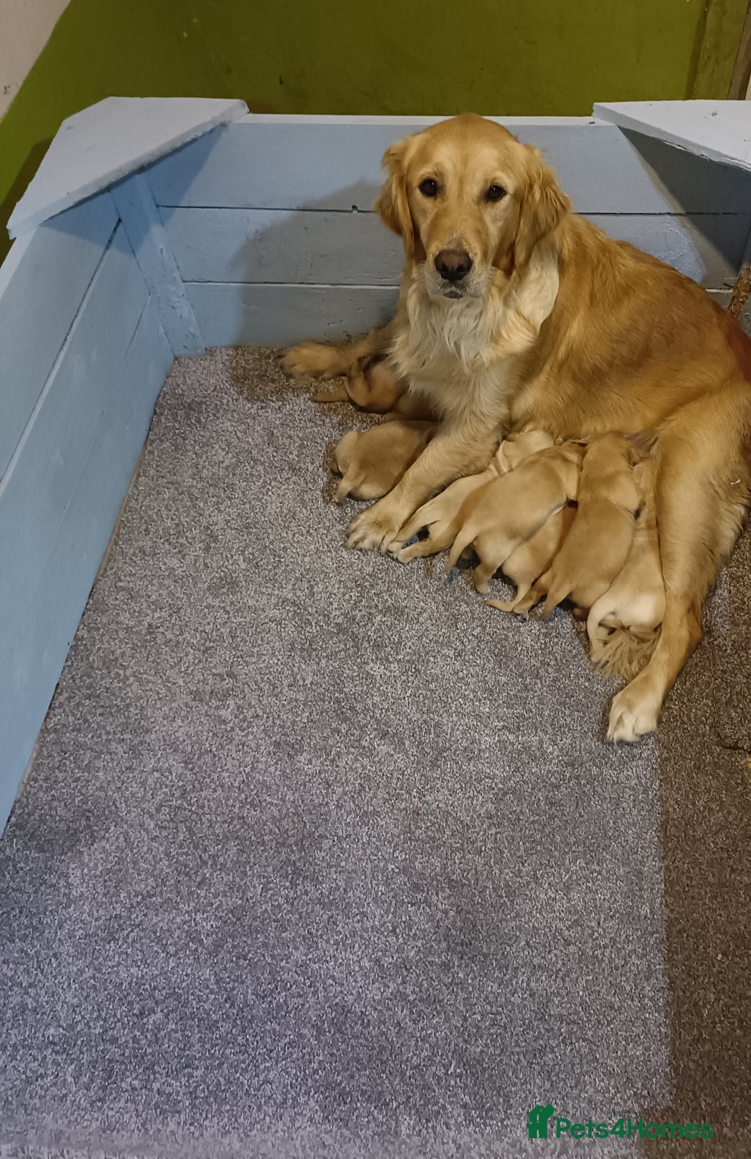 Golden Retriever dogs for sale: Gorgeous Golden Retriever Pups - Fox red  - Image 1