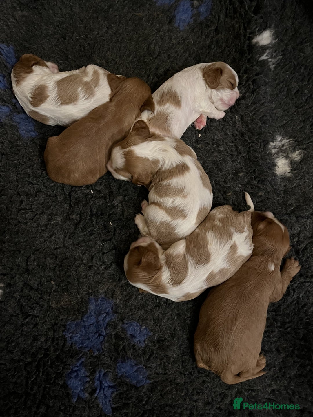 Cavalier King Charles Spaniel dogs for sale: Chocolate Carriers KC Vet Health Checked - Advert 27