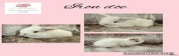 Mini Lop rabbits for sale: Pure bred mini lops  - Advert 5