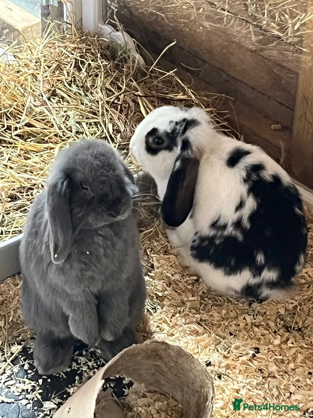 Mini Lop rabbits for sale: Mini lop bucks  ready to go now  - Advert 2