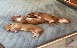 Cocker Spaniel dogs for sale: Cocker Spaniel Puppies  - Image 11