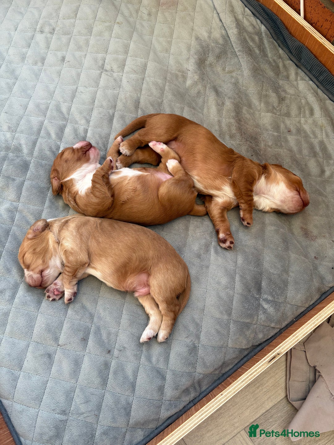 Cocker Spaniel dogs for sale: Cocker Spaniel Puppies  - Image 11