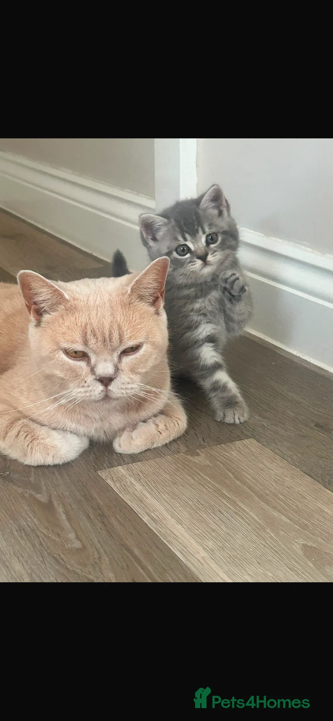 British Shorthair cats for sale: Pedigree British Shorthair Kittens - Advert 12