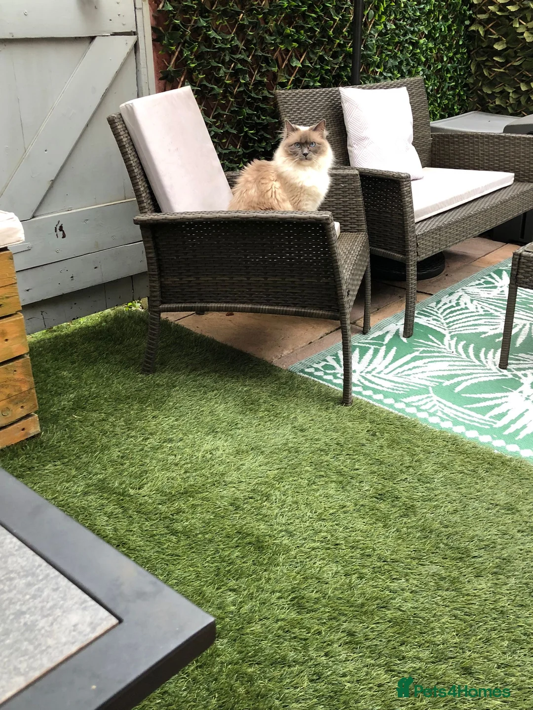 Ragdoll cats for sale: Mum and daughter  in Liverpool - Advert 3