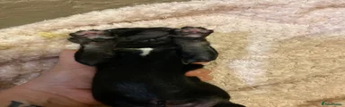 Mixed Breed 2