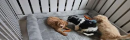Mini Goldendoodle dogs for sale: F2B MINIATURE GOLDENDOODLES 🐾 FULLY VACCINATED ❤️ - Advert 21