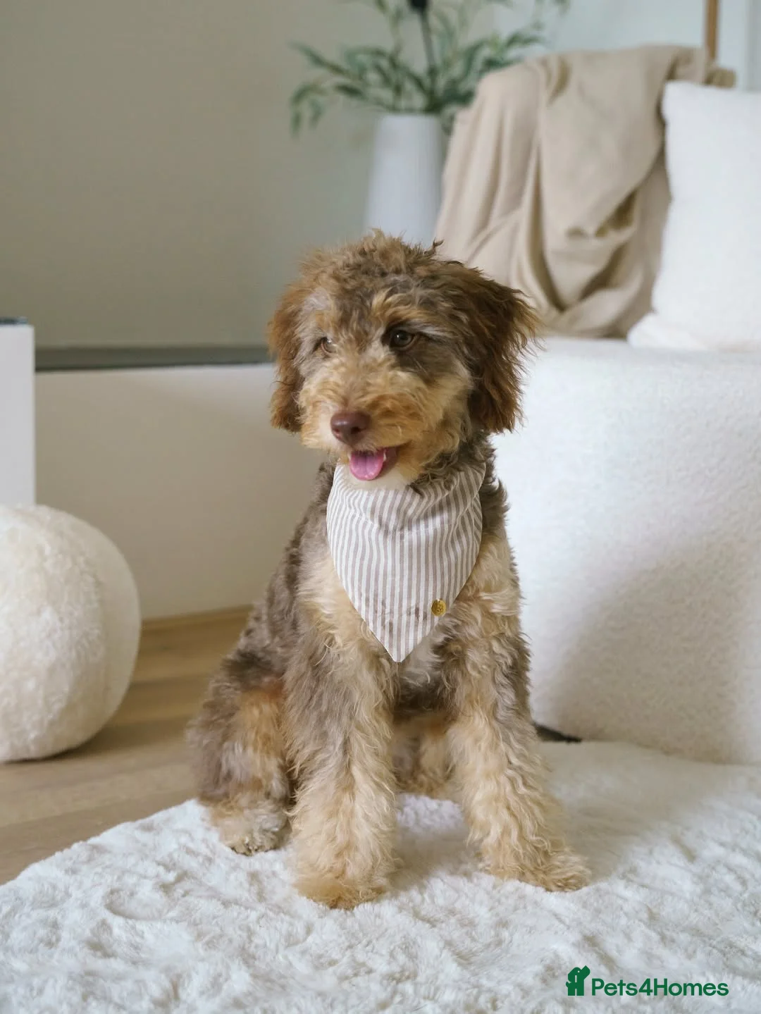 Labradoodle dogs for sale: Labradoodle Puppy for Rehome - Advert 2