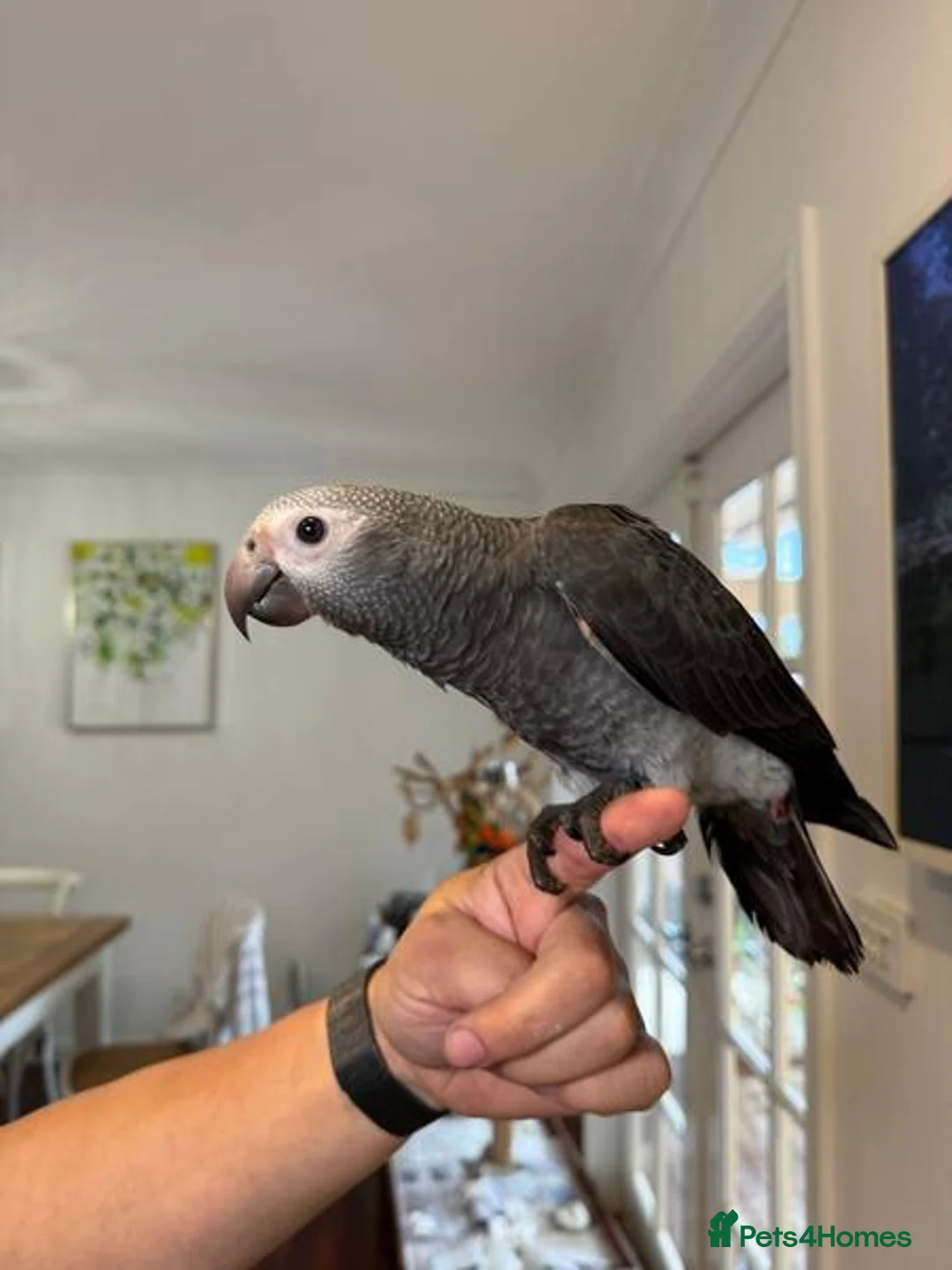 Parrots birds for sale: African grey parrots for sale  in Leeds - Advert 4