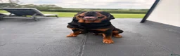 Rottweiler dogs for sale: Outstanding Rottweiler Puppies - Advert 6