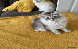Scottish Fold cats for sale: Adorable Pure Scottish Fold Chinchilla Kittens in South Ockendon - Image 33