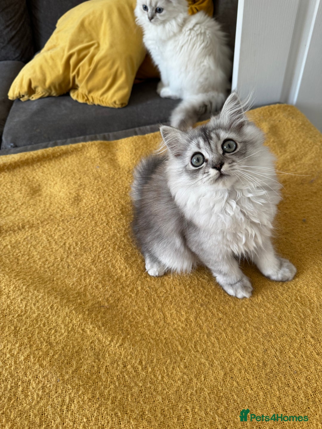 Scottish Fold cats for sale: Adorable Pure Scottish Fold Chinchilla Kittens in South Ockendon - Image 33
