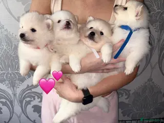 Japanese Spitz dogs Beautiful Japanese spitz puppy’s - Advert 1