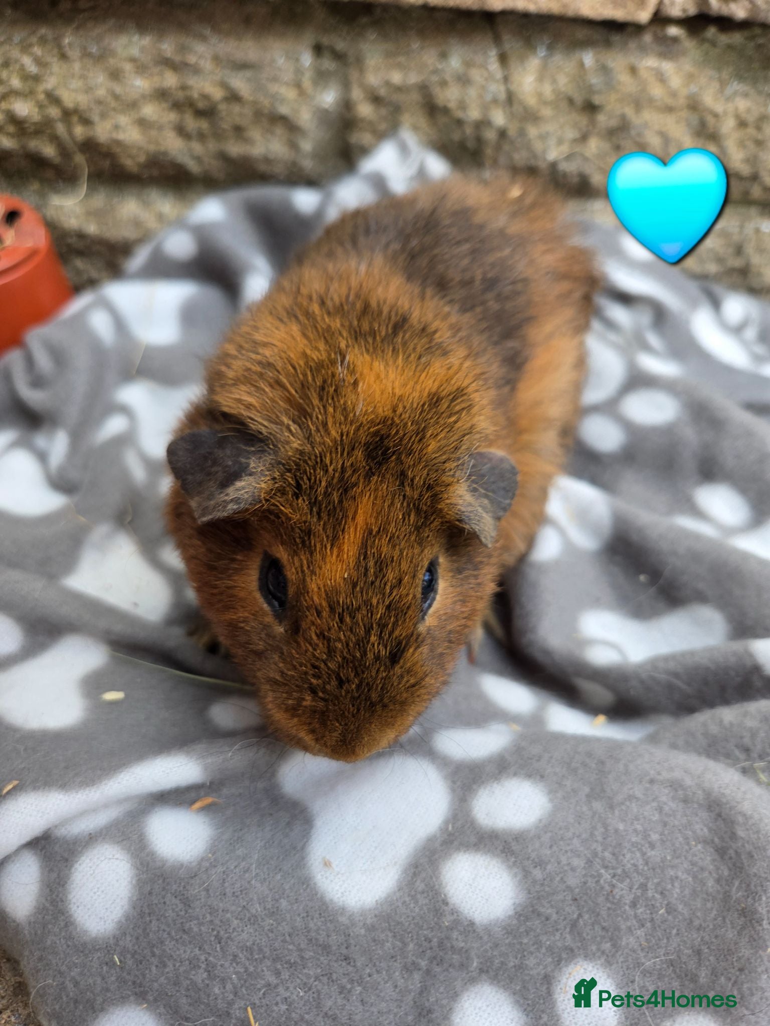 Guinea Pig rodents Young guinea pigs looking for new homes - Advert 3