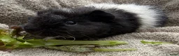 Guinea Pig rodents for sale: Boar Guinea Pigs Available Now! - Advert 6