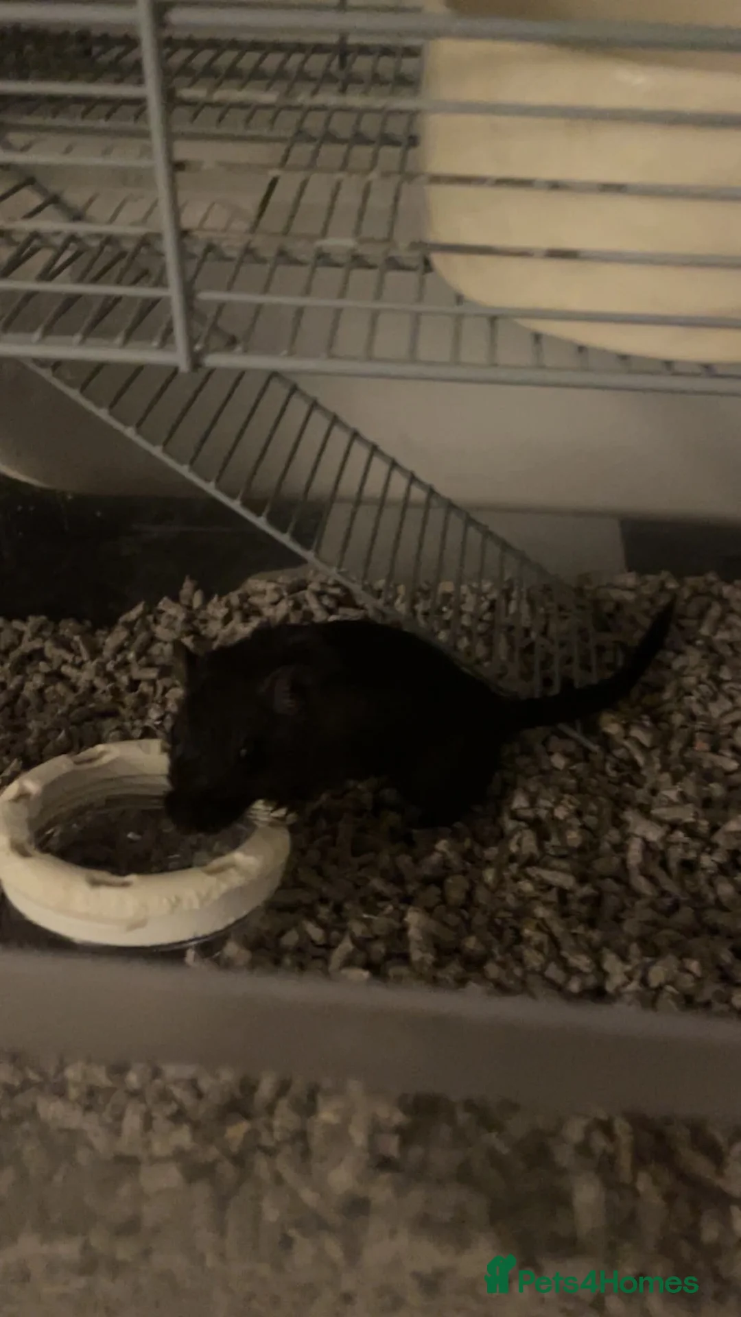 Gerbil rodents for sale: Pair of male gerbils  in Pevensey - Advert 2