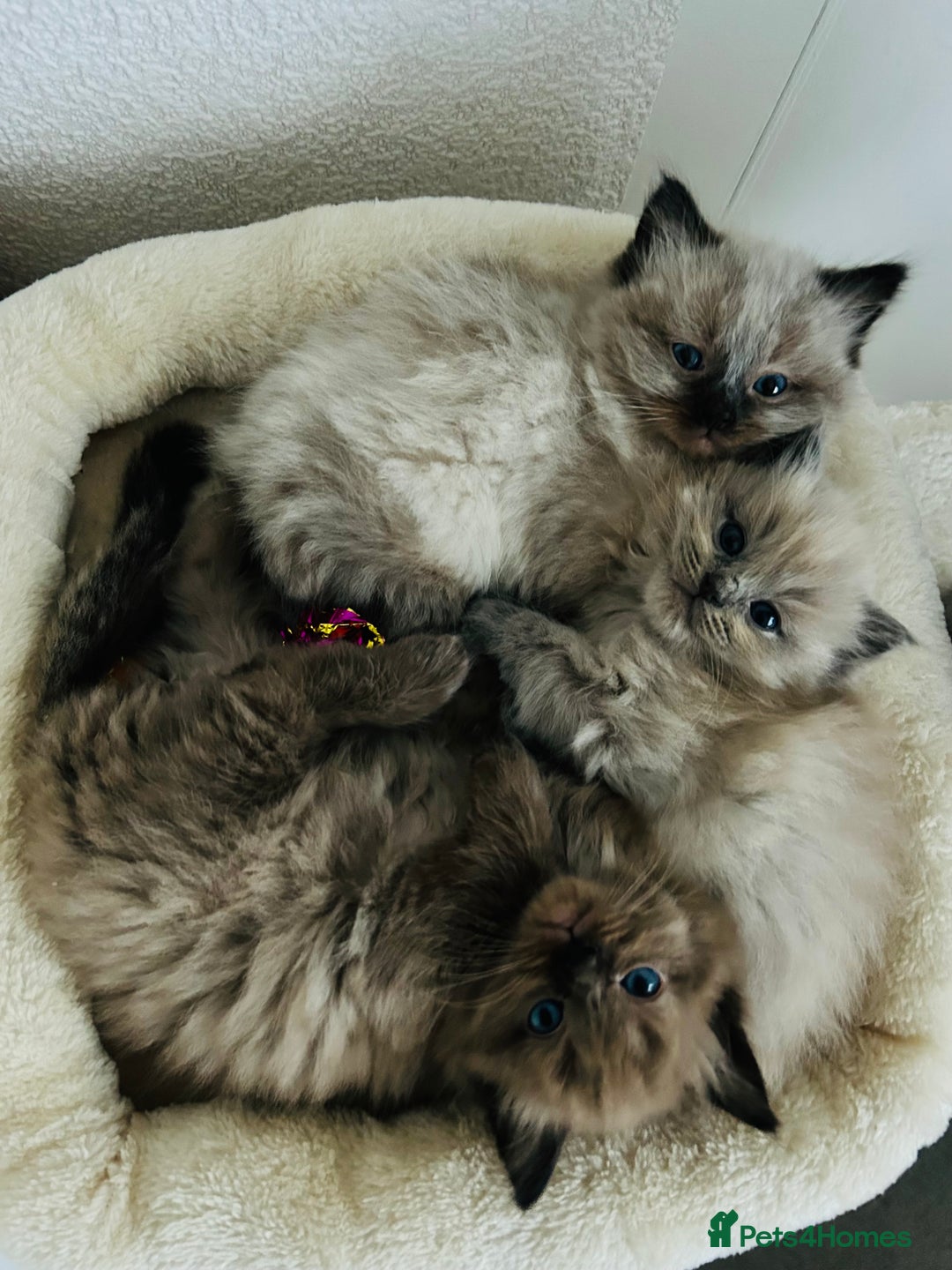 Ragdoll cats for sale: Ragdoll Kittens  - Advert 1