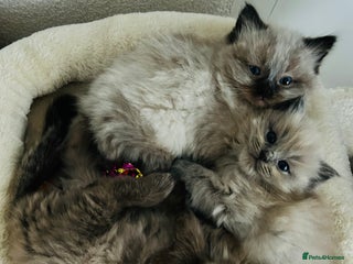 Ragdoll cats Ragdoll Kittens - Advert 1