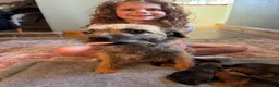 Border Terrier dogs for sale: * KC Registered Border Terrier Puppies *  - Advert 11