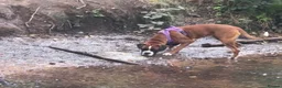 Boxer dogs for sale: Boxer girl looking for her forever home ❤️ - Advert 3