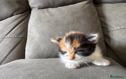Domestic Shorthair cats for sale: 3 beautiful kittens - Image 7