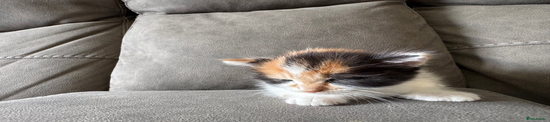 Domestic Shorthair Kitten 2