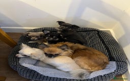 Chihuahua dogs for sale: Beautiful long haired female Chihauaha  - Image 3