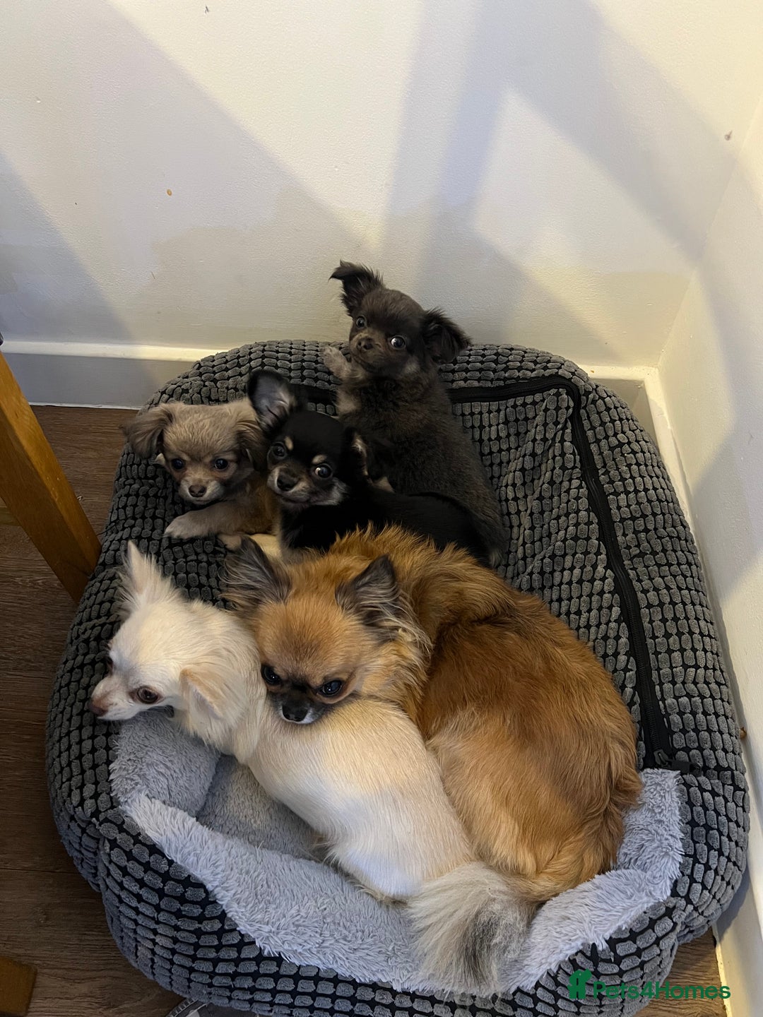 Chihuahua dogs for sale: Beautiful long haired female Chihauaha  - Image 3