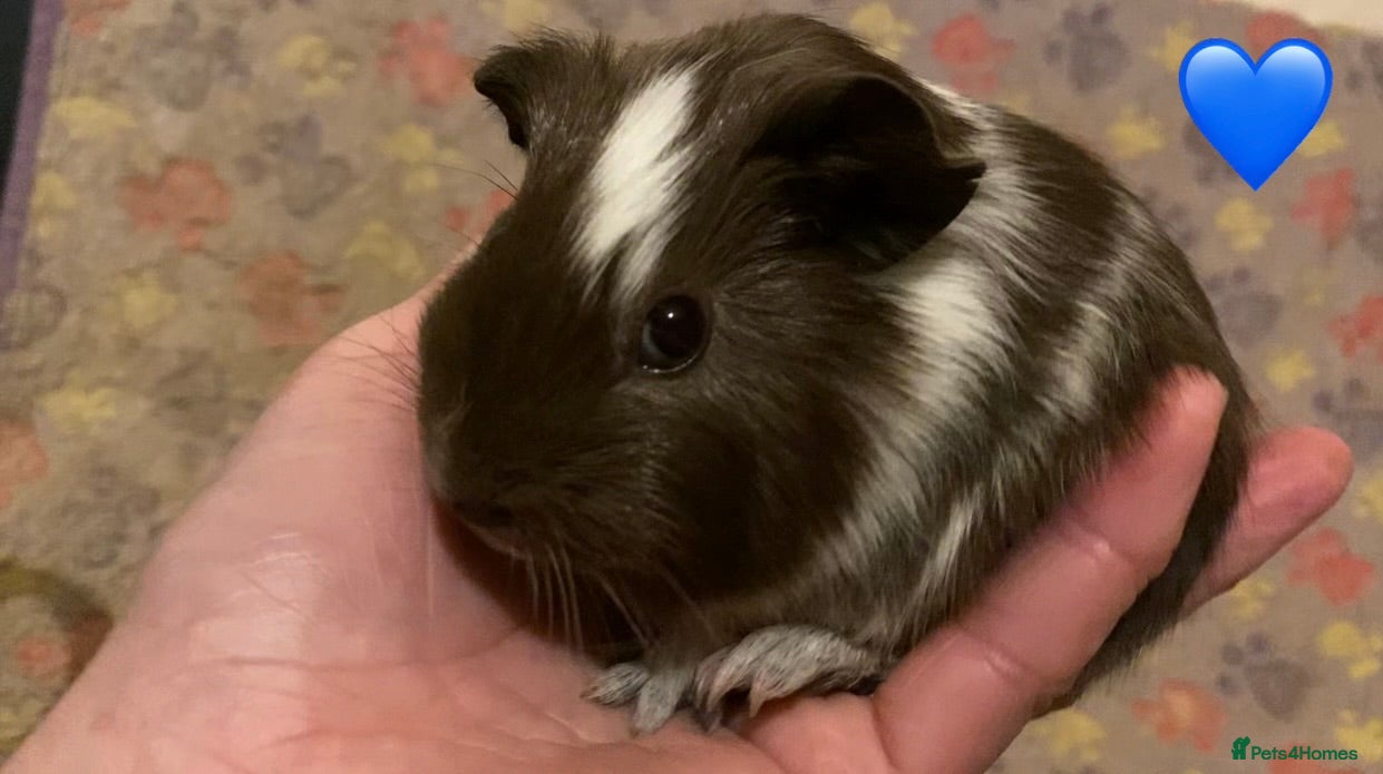 Guinea Pig rodents Gorgeous baby Guinea pigs - Advert 18