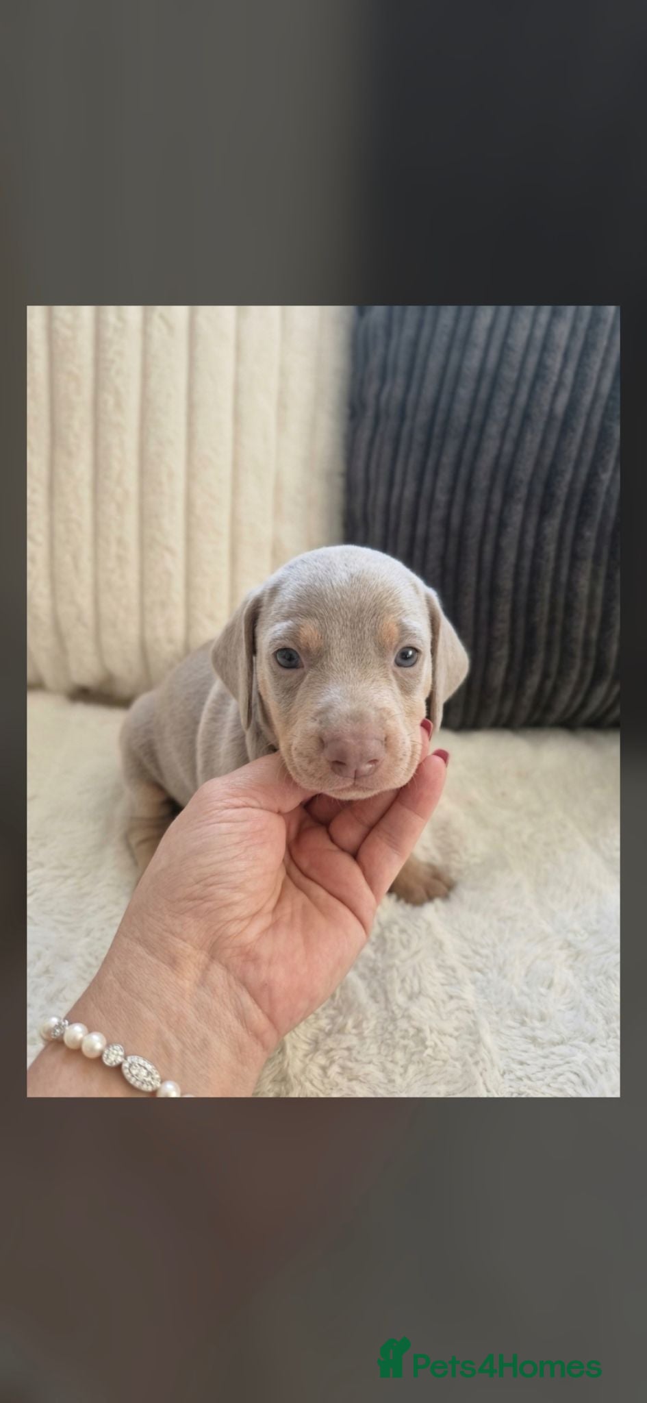 Miniature Dachshund dogs Kc miniature dachshund - Advert 3