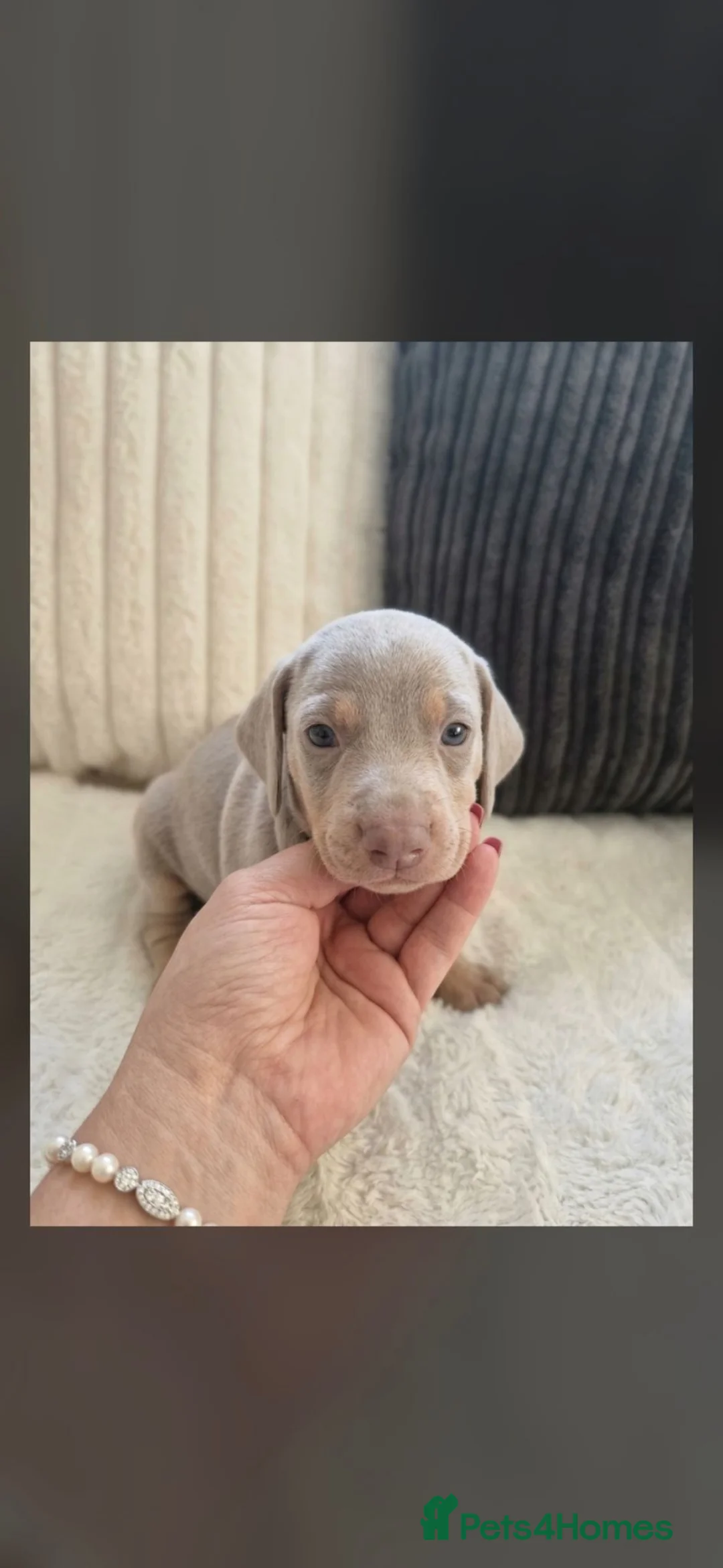 Miniature Dachshund dogs for sale: Kc miniature dachshund - Advert 2